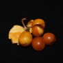 Vintage pressed amber brooch Berries